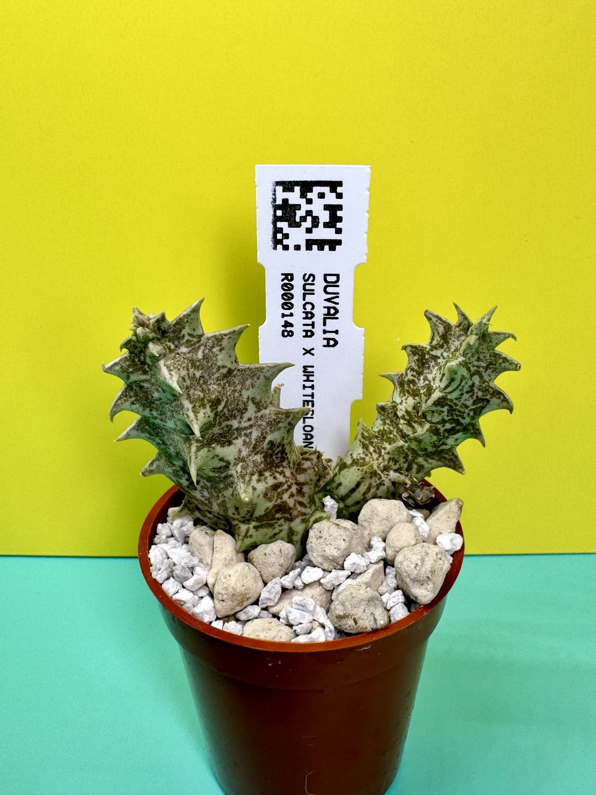Duvalia sulcata x Whitesloanea crassa Pranburi hybrid Clone 18