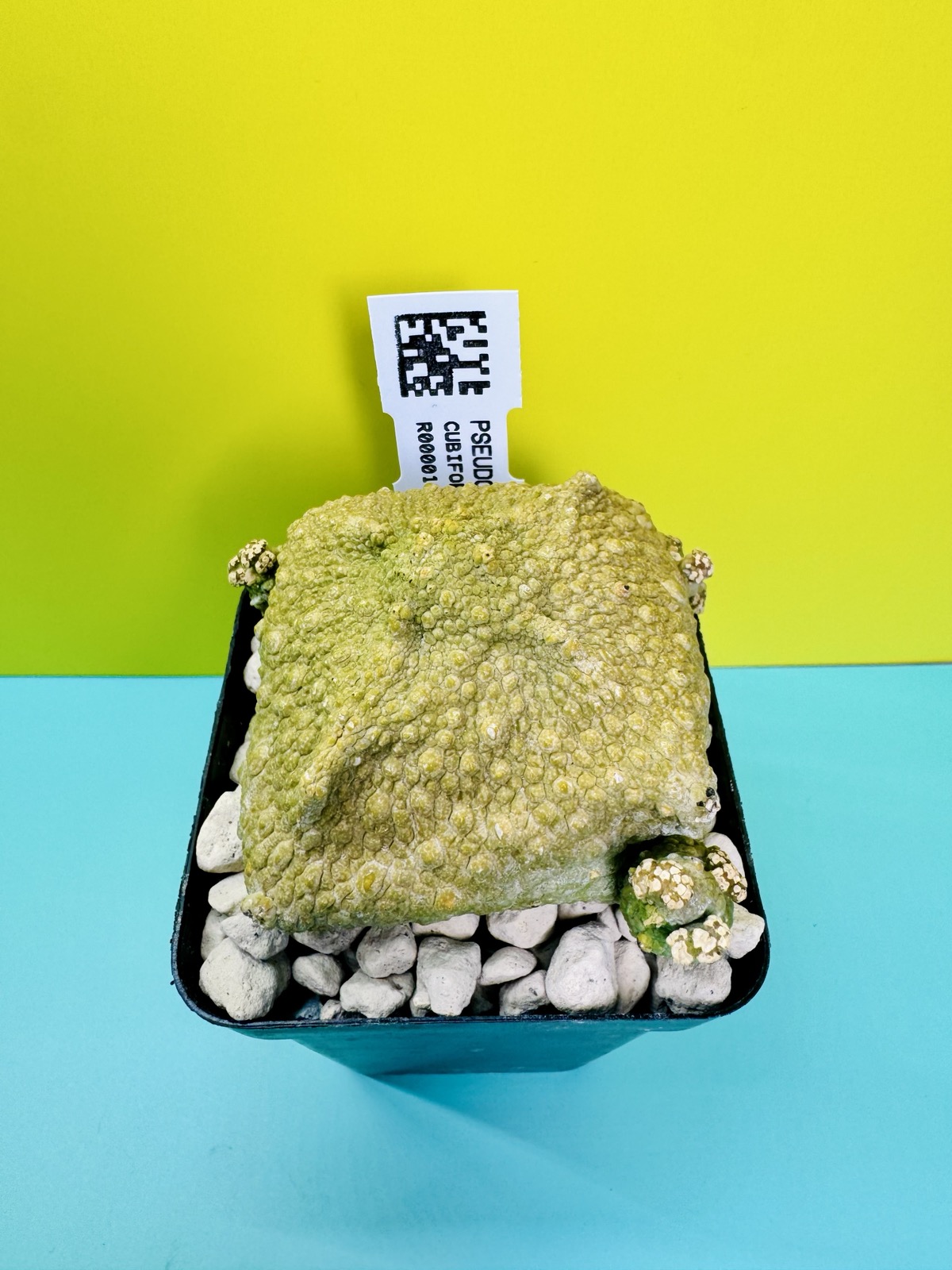 Pseudolithos cubiformis