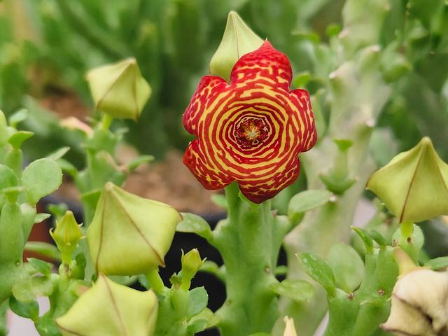 Caralluma socotrana x Frerea indica Pranburi hybrid