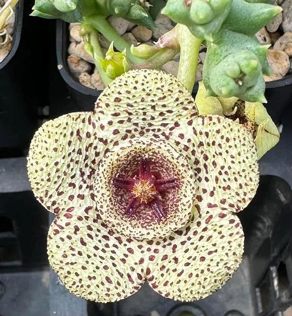 Orbea pulchella