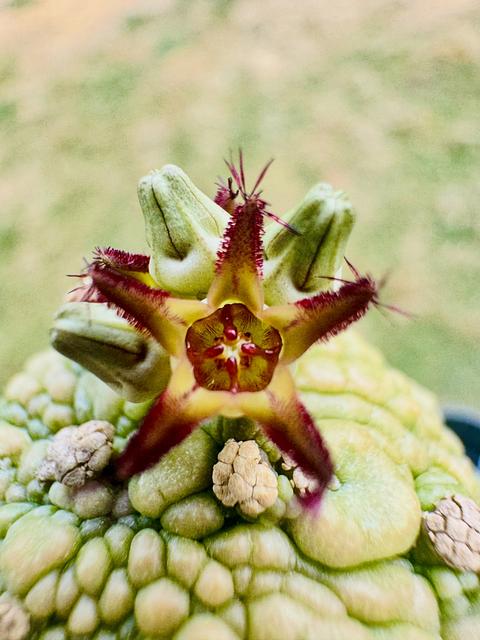 Pseudolithos migiurtinus x Pseudolithos dodsonianus